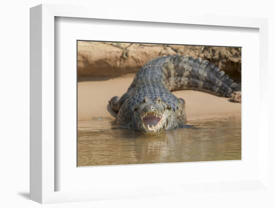 Brazil, The Pantanal. Portrait of an open-mouthed black caiman on the river bank.-Ellen Goff-Framed Photographic Print