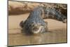 Brazil, The Pantanal. Portrait of an open-mouthed black caiman on the river bank.-Ellen Goff-Mounted Photographic Print