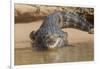 Brazil, The Pantanal. Portrait of an open-mouthed black caiman on the river bank.-Ellen Goff-Framed Photographic Print