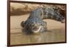 Brazil, The Pantanal. Portrait of an open-mouthed black caiman on the river bank.-Ellen Goff-Framed Photographic Print