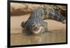 Brazil, The Pantanal. Portrait of an open-mouthed black caiman on the river bank.-Ellen Goff-Framed Photographic Print