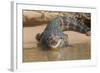 Brazil, The Pantanal. Portrait of an open-mouthed black caiman on the river bank.-Ellen Goff-Framed Photographic Print