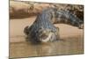 Brazil, The Pantanal. Portrait of an open-mouthed black caiman on the river bank.-Ellen Goff-Mounted Photographic Print