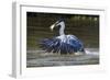 Brazil, The Pantanal, Rio Claro, Cocoi heron diving for a fish.-Ellen Goff-Framed Photographic Print