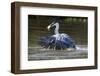 Brazil, The Pantanal, Rio Claro, Cocoi heron diving for a fish.-Ellen Goff-Framed Photographic Print