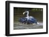 Brazil, The Pantanal, Rio Claro, Cocoi heron diving for a fish.-Ellen Goff-Framed Photographic Print