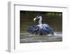 Brazil, The Pantanal, Rio Claro, Cocoi heron diving for a fish.-Ellen Goff-Framed Photographic Print