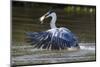 Brazil, The Pantanal, Rio Claro, Cocoi heron diving for a fish.-Ellen Goff-Mounted Photographic Print