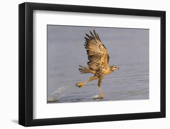 Brazil, The Pantanal, Rio Claro. Immature great black hawk flying in to snag a fish.-Ellen Goff-Framed Photographic Print