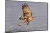 Brazil, The Pantanal, Rio Claro. Immature great black hawk flying in to snag a fish.-Ellen Goff-Mounted Photographic Print