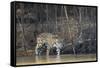 Brazil, The Pantanal, Rio Cuiaba, A female jaguar and her cub on the river.-Ellen Goff-Framed Stretched Canvas