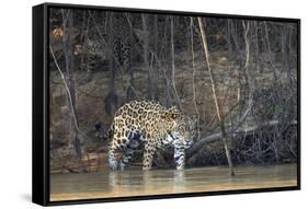 Brazil, The Pantanal, Rio Cuiaba, A female jaguar and her cub on the river.-Ellen Goff-Framed Stretched Canvas