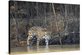 Brazil, The Pantanal, Rio Cuiaba, A female jaguar and her cub on the river.-Ellen Goff-Stretched Canvas