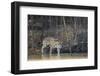 Brazil, The Pantanal, Rio Cuiaba, A female jaguar and her cub on the river.-Ellen Goff-Framed Photographic Print