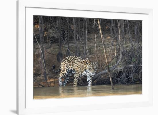 Brazil, The Pantanal, Rio Cuiaba, A female jaguar and her cub on the river.-Ellen Goff-Framed Photographic Print