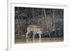 Brazil, The Pantanal, Rio Cuiaba, A female jaguar and her cub on the river.-Ellen Goff-Framed Photographic Print