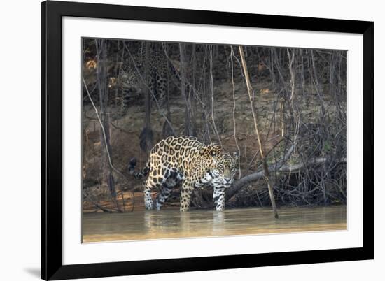 Brazil, The Pantanal, Rio Cuiaba, A female jaguar and her cub on the river.-Ellen Goff-Framed Photographic Print