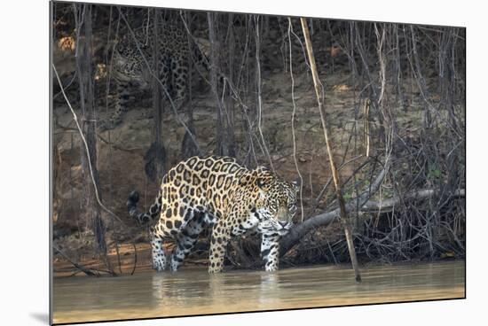 Brazil, The Pantanal, Rio Cuiaba, A female jaguar and her cub on the river.-Ellen Goff-Mounted Photographic Print