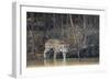 Brazil, The Pantanal, Rio Cuiaba, A female jaguar and her cub on the river.-Ellen Goff-Framed Photographic Print