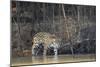 Brazil, The Pantanal, Rio Cuiaba, A female jaguar and her cub on the river.-Ellen Goff-Mounted Photographic Print