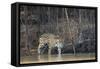 Brazil, The Pantanal, Rio Cuiaba, A female jaguar and her cub on the river.-Ellen Goff-Framed Stretched Canvas