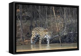 Brazil, The Pantanal, Rio Cuiaba, A female jaguar and her cub on the river.-Ellen Goff-Framed Stretched Canvas