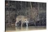 Brazil, The Pantanal, Rio Cuiaba, A female jaguar and her cub on the river.-Ellen Goff-Stretched Canvas