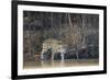 Brazil, The Pantanal, Rio Cuiaba, A female jaguar and her cub on the river.-Ellen Goff-Framed Premium Photographic Print