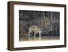 Brazil, The Pantanal, Rio Cuiaba, A female jaguar and her cub on the river.-Ellen Goff-Framed Premium Photographic Print