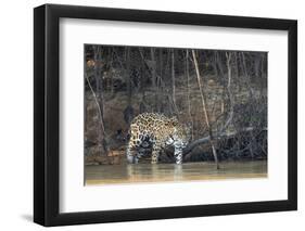 Brazil, The Pantanal, Rio Cuiaba, A female jaguar and her cub on the river.-Ellen Goff-Framed Premium Photographic Print