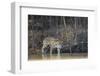 Brazil, The Pantanal, Rio Cuiaba, A female jaguar and her cub on the river.-Ellen Goff-Framed Premium Photographic Print