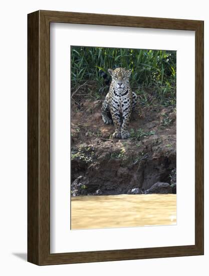 Brazil, The Pantanal, Rio Cuiaba, A female jaguar sits on the river bank watching for prey.-Ellen Goff-Framed Photographic Print