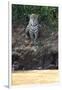 Brazil, The Pantanal, Rio Cuiaba, A female jaguar sits on the river bank watching for prey.-Ellen Goff-Framed Photographic Print