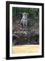 Brazil, The Pantanal, Rio Cuiaba, A female jaguar sits on the river bank watching for prey.-Ellen Goff-Framed Photographic Print