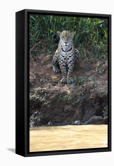 Brazil, The Pantanal, Rio Cuiaba, A female jaguar sits on the river bank watching for prey.-Ellen Goff-Framed Stretched Canvas