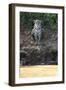 Brazil, The Pantanal, Rio Cuiaba, A female jaguar sits on the river bank watching for prey.-Ellen Goff-Framed Premium Photographic Print