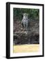 Brazil, The Pantanal, Rio Cuiaba, A female jaguar sits on the river bank watching for prey.-Ellen Goff-Framed Premium Photographic Print