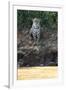 Brazil, The Pantanal, Rio Cuiaba, A female jaguar sits on the river bank watching for prey.-Ellen Goff-Framed Photographic Print