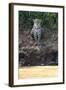 Brazil, The Pantanal, Rio Cuiaba, A female jaguar sits on the river bank watching for prey.-Ellen Goff-Framed Photographic Print