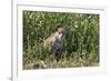 Brazil, The Pantanal, Rio Cuiaba, A female jaguar sits on the river bank watching for prey.-Ellen Goff-Framed Premium Photographic Print