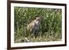 Brazil, The Pantanal, Rio Cuiaba, A female jaguar sits on the river bank watching for prey.-Ellen Goff-Framed Premium Photographic Print