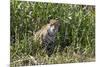 Brazil, The Pantanal, Rio Cuiaba, A female jaguar sits on the river bank watching for prey.-Ellen Goff-Mounted Premium Photographic Print