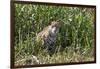 Brazil, The Pantanal, Rio Cuiaba, A female jaguar sits on the river bank watching for prey.-Ellen Goff-Framed Photographic Print