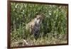 Brazil, The Pantanal, Rio Cuiaba, A female jaguar sits on the river bank watching for prey.-Ellen Goff-Framed Photographic Print