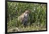 Brazil, The Pantanal, Rio Cuiaba, A female jaguar sits on the river bank watching for prey.-Ellen Goff-Framed Photographic Print