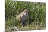 Brazil, The Pantanal, Rio Cuiaba, A female jaguar sits on the river bank watching for prey.-Ellen Goff-Mounted Photographic Print