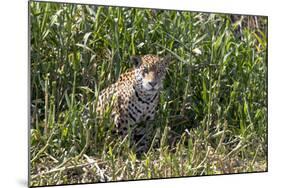 Brazil, The Pantanal, Rio Cuiaba, A female jaguar sits on the river bank watching for prey.-Ellen Goff-Mounted Photographic Print