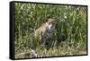 Brazil, The Pantanal, Rio Cuiaba, A female jaguar sits on the river bank watching for prey.-Ellen Goff-Framed Stretched Canvas