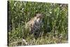 Brazil, The Pantanal, Rio Cuiaba, A female jaguar sits on the river bank watching for prey.-Ellen Goff-Stretched Canvas