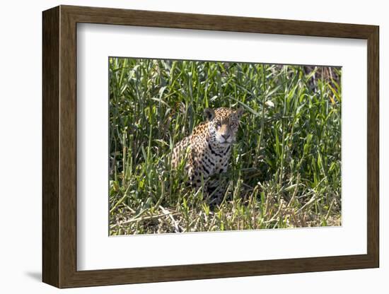 Brazil, The Pantanal, Rio Cuiaba, A female jaguar sits on the river bank watching for prey.-Ellen Goff-Framed Photographic Print